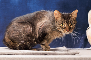 BISCUITS - Domestic Shorthair / Mix available for adoption
