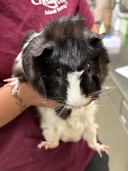 ACE - Guinea Pig available for adoption