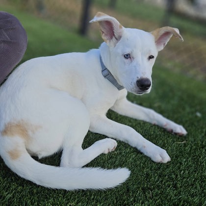 BEAN - Mixed Breed, Medium (up to 44 lbs fully grown) / Mix available for adoption