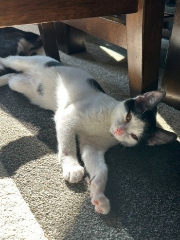 OREO - Domestic Shorthair / Mix available for adoption
