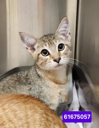 MADDOX - Domestic Shorthair / Mix available for adoption