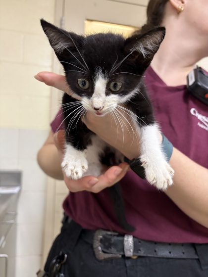 BRUCE WAYNE - Domestic Shorthair / Mix available for adoption