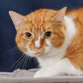 GOLDY - Domestic Shorthair / Mix available for adoption