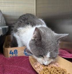 BIG RED - Domestic Shorthair / Mix available for adoption
