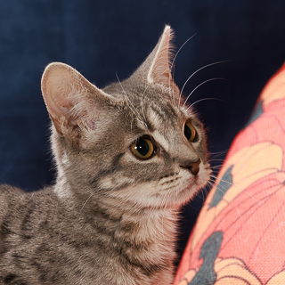 SHADY - Domestic Shorthair / Mix available for adoption
