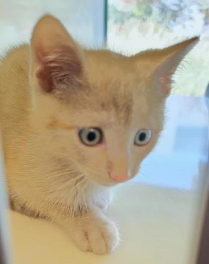 DORITO - Domestic Shorthair / Mix available for adoption