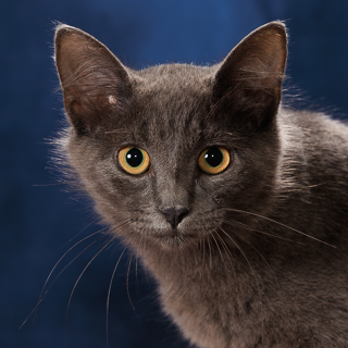 CALCITE - Domestic Shorthair / Mix available for adoption