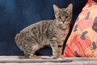 SHADY - Domestic Shorthair / Mix available for adoption