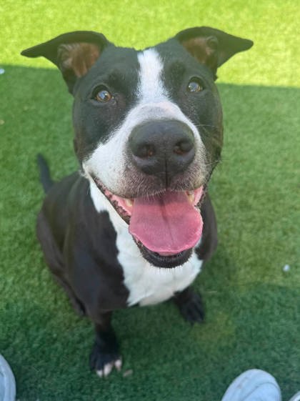 PRIYA ANTONELLE - Mixed Breed, Large (over 44 lbs fully grown) / Mix for adoption in Chesapeake