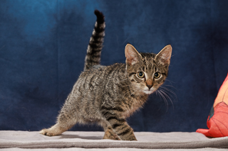 EXXTRA - Domestic Shorthair / Mix available for adoption