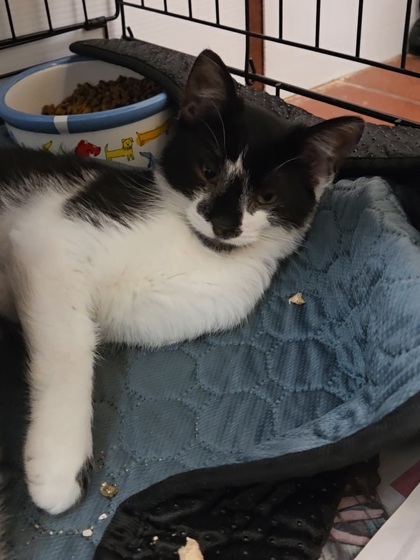 JACKIE - Domestic Shorthair / Mix for adoption in Chesapeake