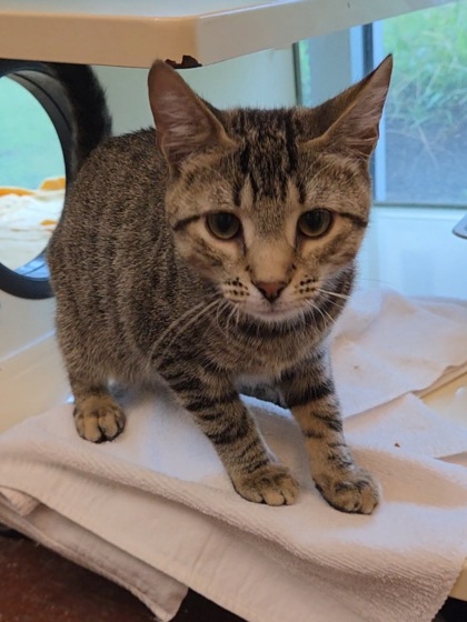 BT - Domestic Shorthair / Mix available for adoption