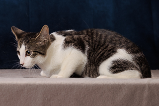 RAJ - Domestic Shorthair / Mix available for adoption