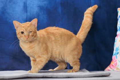 OSMOSIS - Domestic Shorthair / Mix available for adoption