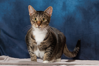 FERN - Domestic Shorthair / Mix available for adoption