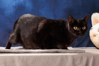 KITTY SOFT PAWS - Domestic Shorthair / Mix available for adoption