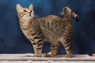SON OF CHIA - Domestic Shorthair / Mix available for adoption