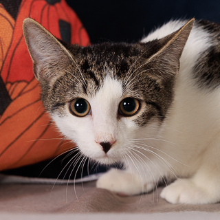 RAJ - Domestic Shorthair / Mix available for adoption
