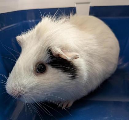 RASPBERRY GELATO - Guinea Pig available for adoption