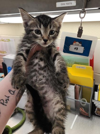 MOE (3) - Domestic Shorthair / Mix available for adoption