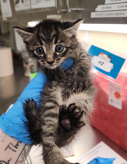 BOBA - Domestic Shorthair / Mix available for adoption
