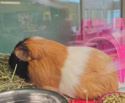 PRINCESS LOUISE - Guinea Pig available for adoption
