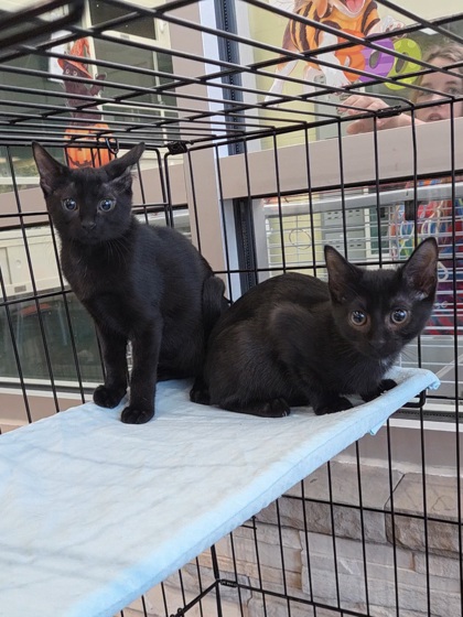WALKIN' AFTER MIDNIGHT - Domestic Shorthair / Mix available for adoption