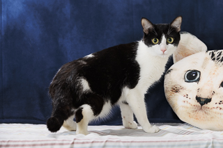 DAISY - Domestic Shorthair / Mix for adoption in Chesapeake