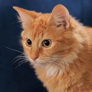 APPLE CIDER VINEGAR - Domestic Medium Hair / Mix available for adoption