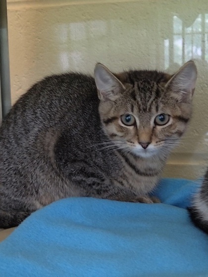 CHOBANI - Domestic Shorthair / Mix available for adoption