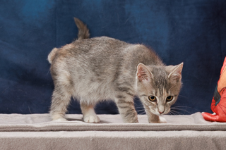 MILDRED - Domestic Shorthair / Mix available for adoption