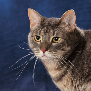 LUNAR - Domestic Shorthair / Mix available for adoption
