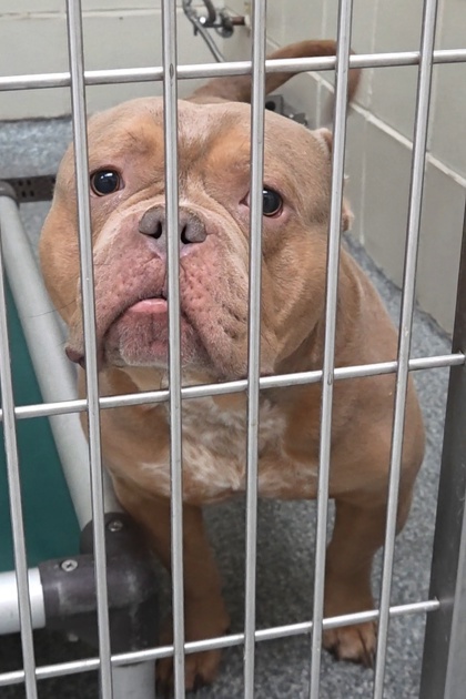 CRAIG - Bully American  - Standard / Mix available for adoption