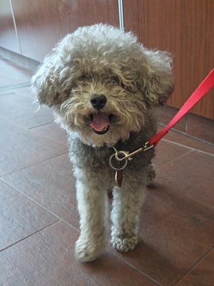 NOT A CARE BEAR - Miniature Poodle / Miniature Schnauzer for adoption in Chesapeake