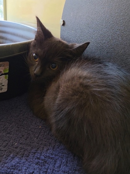 CHALULA - Domestic Shorthair / Mix for adoption in Chesapeake