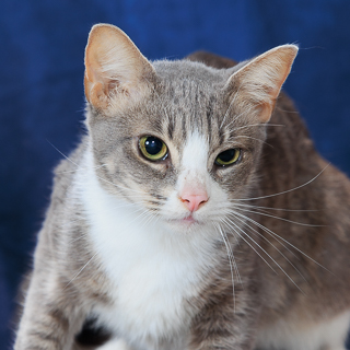 TWERP - Domestic Shorthair / Mix available for adoption