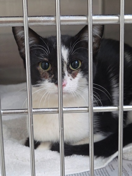 BETHANY - Domestic Shorthair / Mix available for adoption