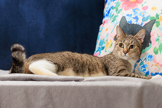 MIRANDA - Domestic Shorthair / Mix available for adoption