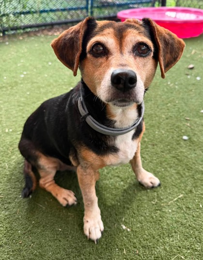 CARLISS - Beagle for adoption in Chesapeake