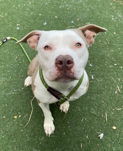 BELLA - Pit Bull Terrier / Mix available for adoption