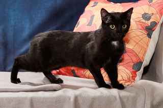 CAKE - Domestic Shorthair / Mix available for adoption