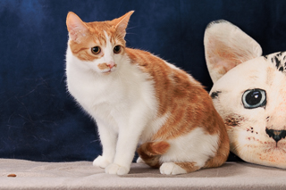 NUGGET - Domestic Shorthair / Mix available for adoption