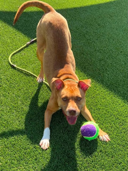 OODLES OF NOODLES - Pit Bull Terrier / Mix available for adoption
