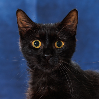 WATERMELON SEED - Domestic Shorthair / Mix available for adoption