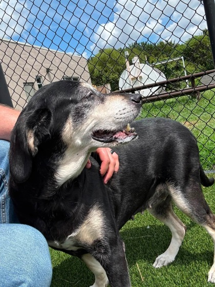 SWEET PEA - Hound / Mix available for adoption