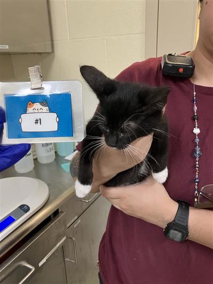 JAMES BOND - Domestic Shorthair / Mix available for adoption
