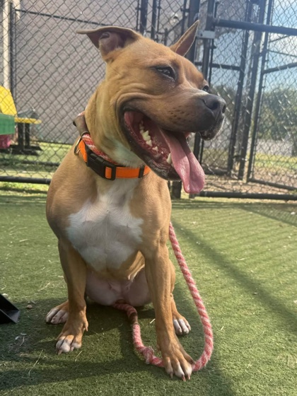 DIAMOND - American Pit Bull Terrier / Mix available for adoption