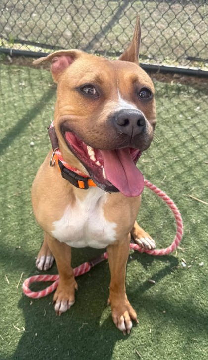 DIAMOND - American Pit Bull Terrier / Mix available for adoption