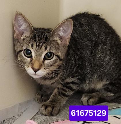 MISS MARPLE - Domestic Shorthair / Mix available for adoption