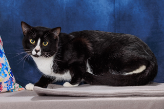LICORICE - Domestic Shorthair / Mix for adoption in Chesapeake